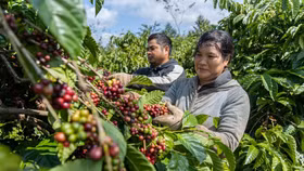 Giá nông sản hôm nay (19/1): Giá cà phê và hồ tiêu cùng neo cao
