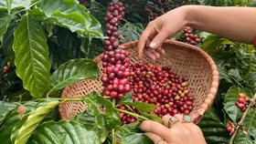 Giá nông sản hôm nay (2/4): Giá cà phê bật tăng mạnh, hồ tiêu lao dốc