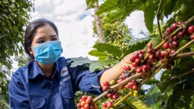 Giá nông sản hôm nay (17/4): Giá cà phê, hồ tiêu đồng loạt tăng