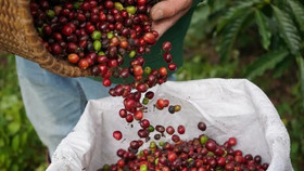 Giá nông sản hôm nay (30/12): Giá cà phê quay đầu giảm mạnh, hồ tiêu neo ở mức cao