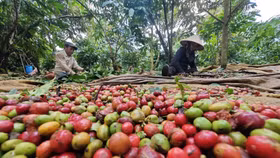 Giá nông sản hôm nay (21/5): Giá cà phê bật tăng, hồ tiêu neo ở mức cao