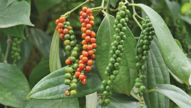Giá nông sản hôm nay (3/11): Giá cà phê ổn định, hồ tiêu tăng nhẹ