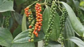 Giá nông sản hôm nay (3/11): Giá cà phê ổn định, hồ tiêu tăng nhẹ