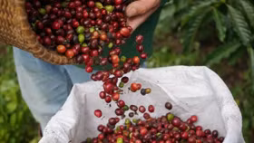 Giá nông sản hôm nay (8/8): Cà phê bất ngờ giảm, hồ tiêu neo ở mức cao