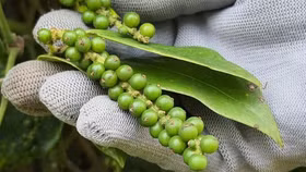 Giá nông sản hôm nay (8/7): Giá cà phê và hồ tiêu đồng loạt tăng