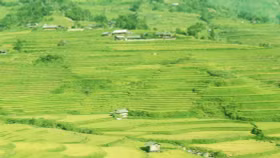 Mùa vàng Mù Cang Chải – Khúc giao mùa rực rỡ của núi rừng