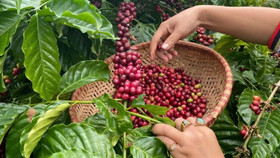 Giá nông sản hôm nay (26/3): Giá cà phê và hồ tiêu đảo chiều tăng mạnh