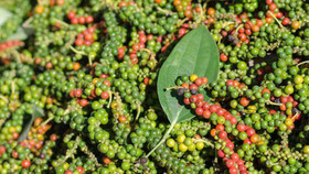 Giá nông sản hôm nay (24/3): Giá cà phê neo cao, hồ tiêu ổn định