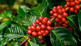 Giá nông sản hôm nay (30/9): Giá cà phê tăng nhẹ, hồ tiêu đi ngang