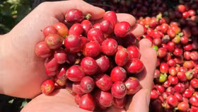 Giá nông sản hôm nay (10/11): Giá cà phê và hồ tiêu đồng loạt đi ngang