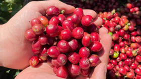 Giá nông sản hôm nay (10/11): Giá cà phê và hồ tiêu đồng loạt đi ngang