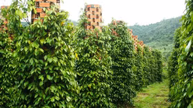 Giá nông sản hôm nay (16/3): Giá cà phê và hồ tiêu đồng loạt giảm