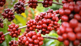 Giá nông sản hôm nay (23/10): Giá cà phê tăng mạnh, hồ tiêu neo ở mức cao