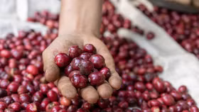 Giá nông sản hôm nay (23/3): Giá cà phê trở lại nhịp tăng, hồ tiêu neo cao