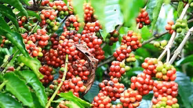 Giá nông sản hôm nay (4/2): Giá cà phê và hồ tiêu đồng loạt lao dốc