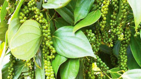 Giá nông sản hôm nay (24/11): Giá cà phê đi ngang, hồ tiêu neo ở mức cao