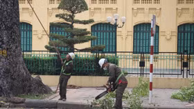 Từ nay đến cuối tháng 8/2025, Hà Nội sẽ chặt hạ, dịch chuyển 24 cây xanh tại phường Ba Đình để mở rộng tuyến đường trung tâm