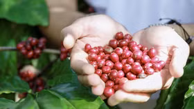 Giá nông sản hôm nay (13/10): Giá cà phê đi ngang, hồ tiêu neo ở mức cao