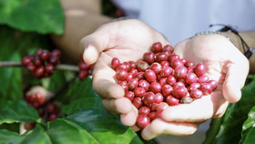 Giá nông sản hôm nay (13/10): Giá cà phê đi ngang, hồ tiêu neo ở mức cao