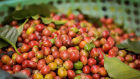 Giá nông sản hôm nay (22/9): Giá cà phê giảm, hồ tiêu neo ở mức cao