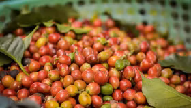 Giá nông sản hôm nay (22/9): Giá cà phê giảm, hồ tiêu neo ở mức cao