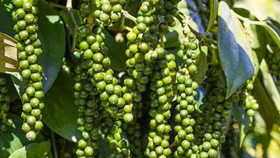 Giá nông sản hôm nay (9/7): Giá cà phê giảm mạnh