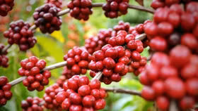 Giá nông sản hôm nay (15/4): Giá cà phê và hồ tiêu đồng loạt tăng