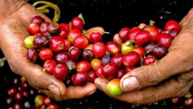 Giá nông sản hôm nay (7/11): Giá cà phê tăng nhẹ, hồ tiêu đi ngang