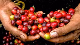 Giá nông sản hôm nay (7/11): Giá cà phê tăng nhẹ, hồ tiêu đi ngang