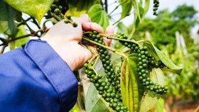 Giá nông sản hôm nay (14/8): Giá cà phê trong nước tiếp tục tăng, hồ tiêu neo ở ngưỡng cao