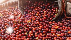 Giá cà phê trong nước hiện dao động trong khoảng 84.500 - 85.300 đồng/kg