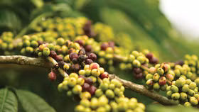 Giá nông sản hôm nay (30/3): Giá tiêu neo cao, cà phê ổn định trở lại