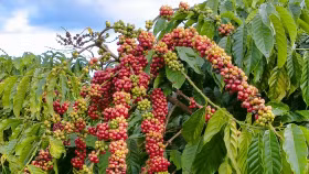 Giá nông sản hôm nay (28/8): Giá cà phê và hồ tiêu đồng loạt tăng mạnh