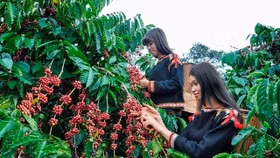 Giá nông sản hôm nay (18/9): Giá hồ tiêu và cà phê đồng loạt giảm nhẹ​