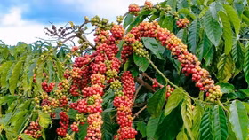 Giá nông sản hôm nay (28/7): Giá cà phê và hồ tiêu vẫn neo cao