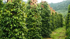 Giá nông sản hôm nay (27/4): Giá cà phê tăng mạnh, hồ tiêu biến động nhẹ