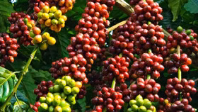 Giá nông sản hôm nay (1/7): Giá hồ tiêu bất ngờ tăng mạnh