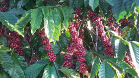 Giá nông sản hôm nay (10/10): Giá cà phê và hồ tiêu đồng loạt tăng mạnh