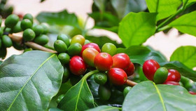 Giá nông sản hôm nay (12/11): Giá cà phê và hồ tiêu đồng loạt giảm nhẹ