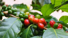 Giá nông sản hôm nay (12/11): Giá cà phê và hồ tiêu đồng loạt giảm nhẹ