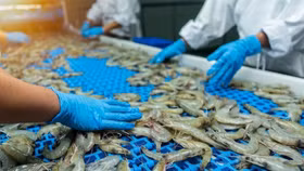  Mỹ công bố kết luận sơ bộ chống bán phá giá tôm Việt Nam, mặt hàng xuất khẩu tỷ USD bị ảnh hưởng