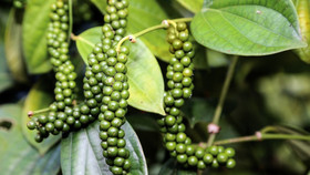 Giá nông sản hôm nay (16/1): Giá cà phê tăng, giá hồ tiêu quay đầu giảm