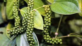 Giá nông sản hôm nay (16/1): Giá cà phê tăng, giá hồ tiêu quay đầu giảm