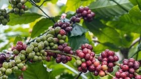 Giá nông sản hôm nay (18/8): Cà phê và hồ tiêu đồng loạt đi ngang