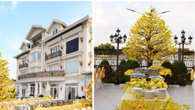 Trong khuôn viên biệt thự, ngoài sắc vàng của hoa mai còn có hàng chục bàn tiệc được bày biện sát nhau, trang trí nhiều loại hoa màu vàng như hoa cúc, lan vũ nữ, hoa hồng, cẩm tú cầu,... tạo nên cảnh tượng rực rỡ