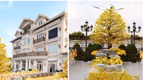 Trong khuôn viên biệt thự, ngoài sắc vàng của hoa mai còn có hàng chục bàn tiệc được bày biện sát nhau, trang trí nhiều loại hoa màu vàng như hoa cúc, lan vũ nữ, hoa hồng, cẩm tú cầu,... tạo nên cảnh tượng rực rỡ