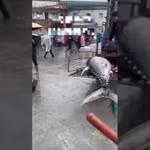 Khoảnh khắc ngư dân đánh bắt được cá ngừ vây xanh khổng lồ trên biển