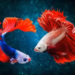Top 10 loài cá cảnh nước ngọt độc lạ nhất thế giới