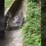 Dân tình bất ngờ phát hiện cá sấu trong kênh mương ở Quảng Sơn, Quảng Ninh