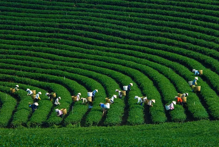 Doanh nghiệp Hàn Quốc quan tâm đến phát triển nông nghiệp xanh tại Việt Nam